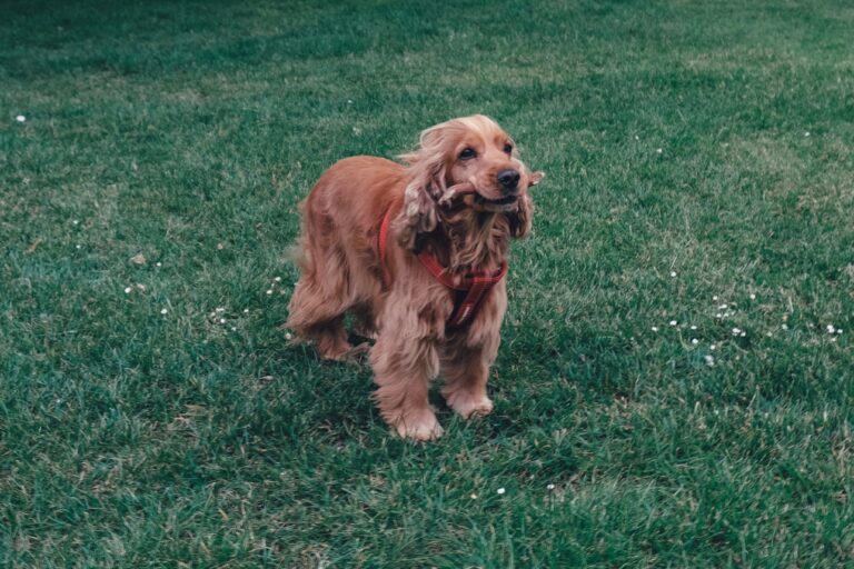 Best Dog Food For Cocker Spaniels