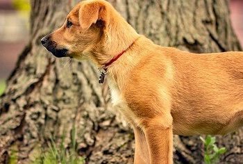 Top 20 Rarest Dog Breeds
