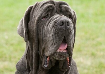 55 Most Popular Large & Giant Dog Breeds
