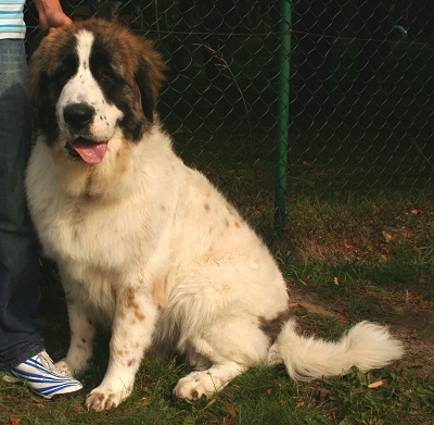 Pyrenean Mastiff Pyrenean Mastiff