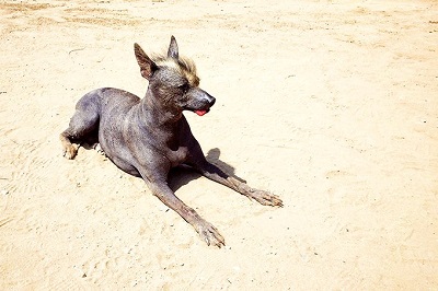 Toy Xoloitzcuintli Toy Xoloitzcuintli