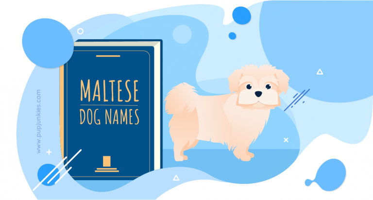 Popular Maltese Dog Names