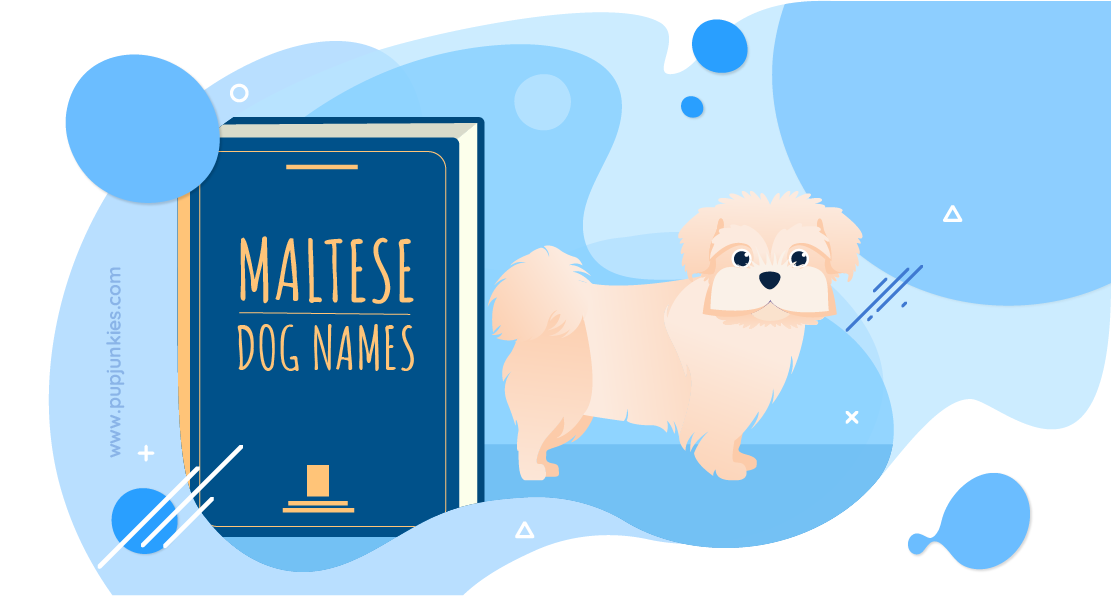 Popular Maltese Dog Names