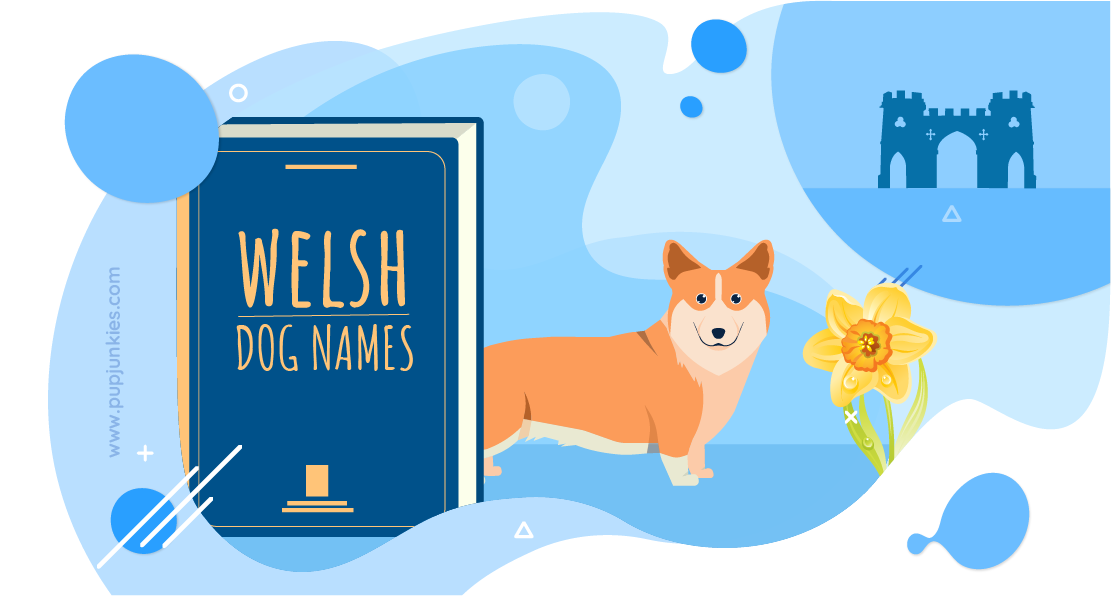 103-most-popular-welsh-dog-names-of-2021