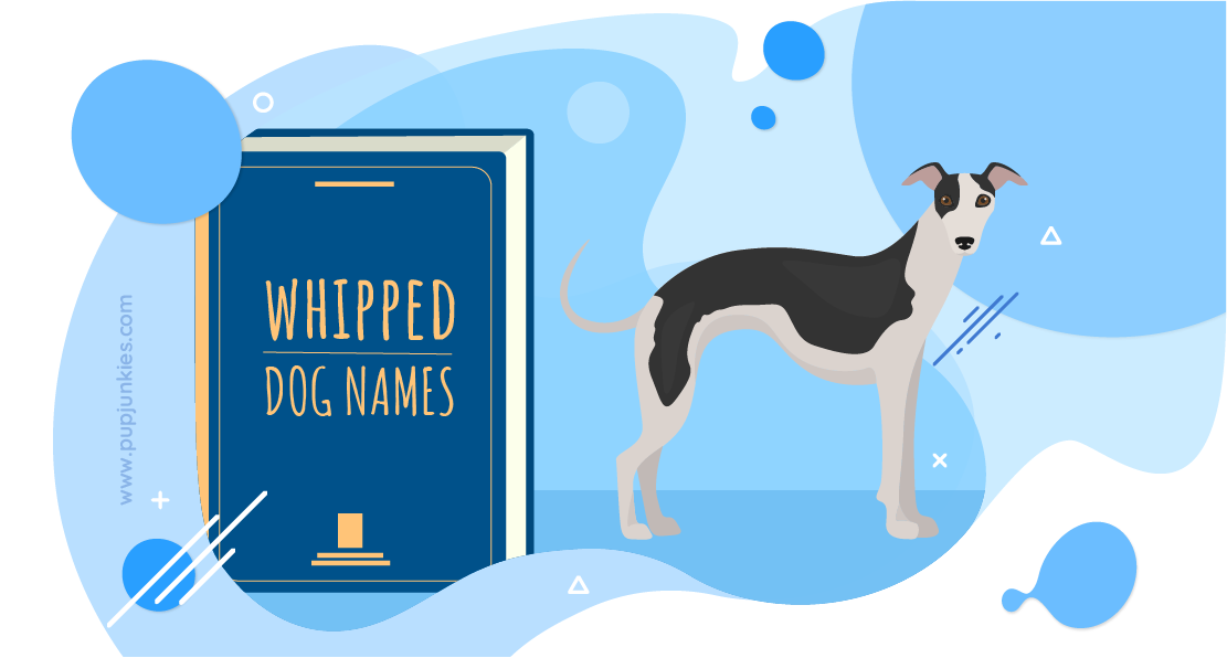 Whippet Dog Names