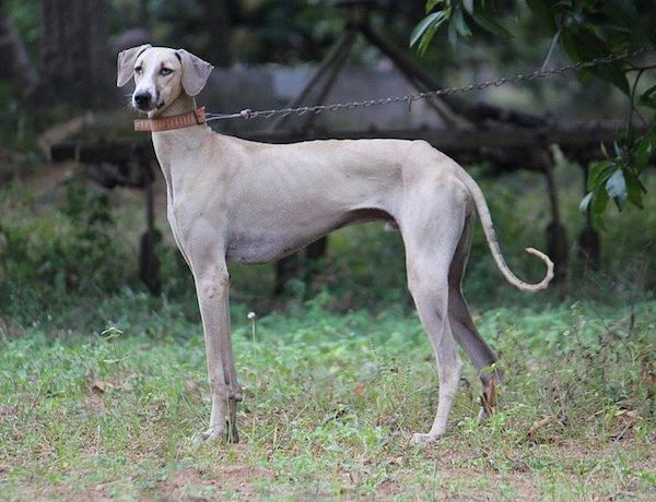 Dogs That Are Similar to Greyhounds