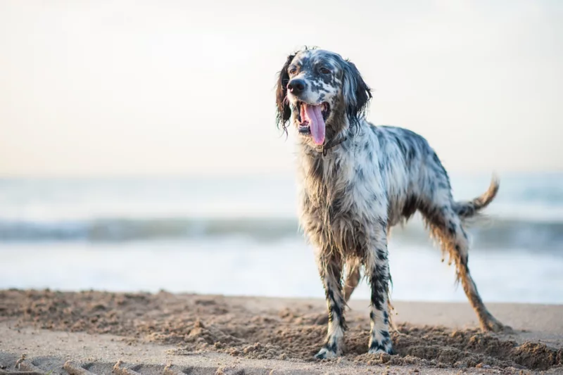 Best Dog Food For English Setters