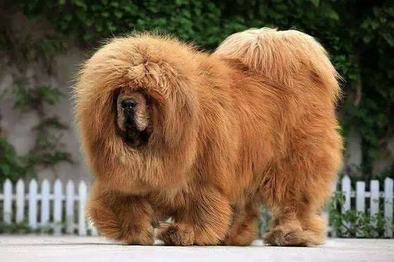 The Majestic Tibetan Mastiff Guide