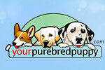 Your Pure Bred Puppy