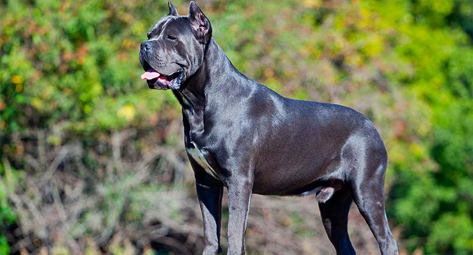 best dog foods for Cane Corso
