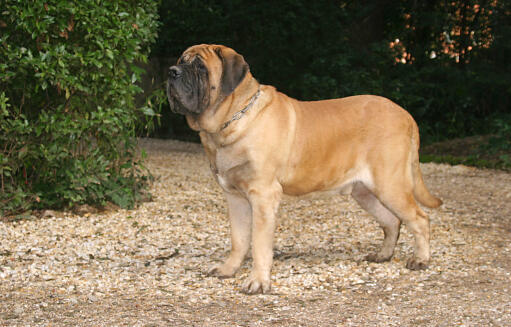 55 Most Popular Large & Giant Dog Breeds