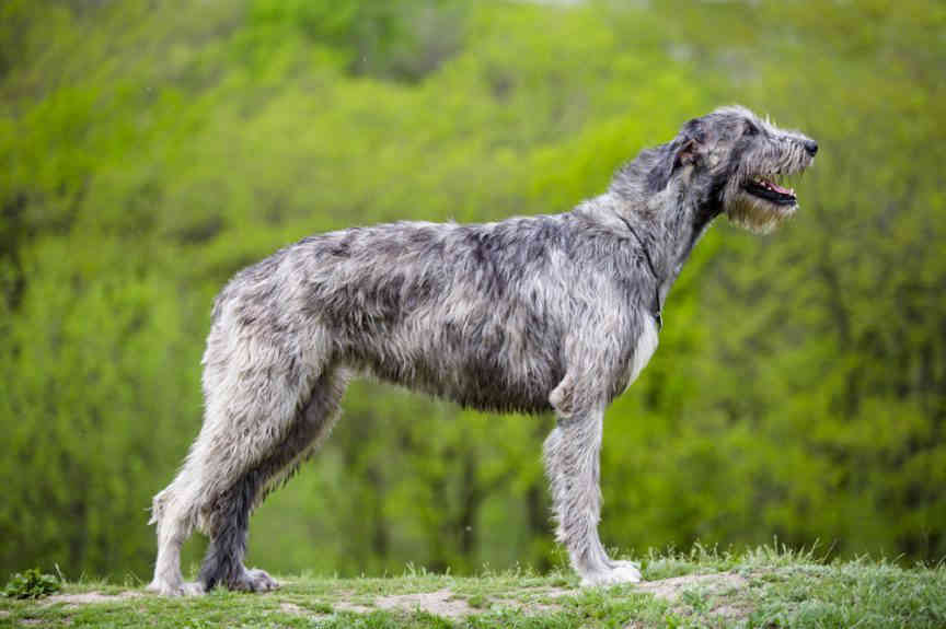 Best Dog Food For Irish Wolfhounds