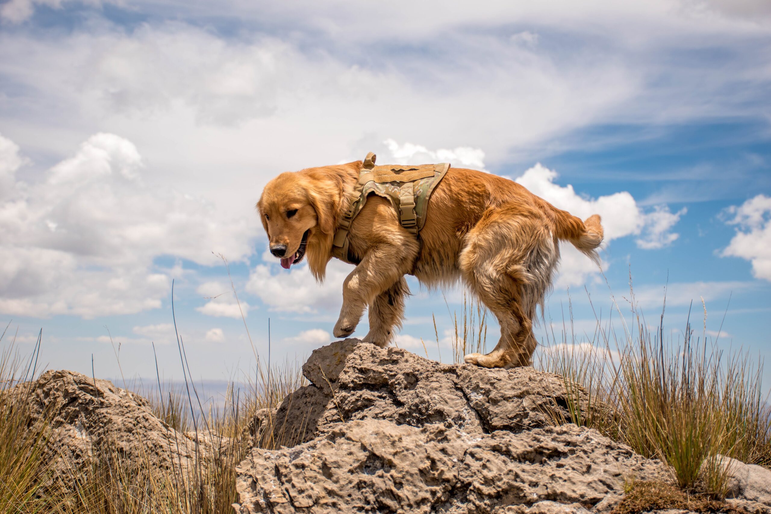 Best Dog Harnesses For Golden Retrievers