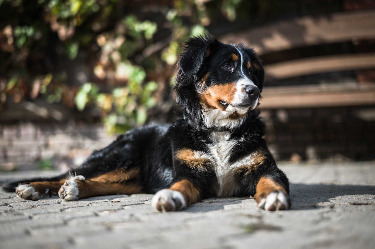 6 Best Dog Toys For Bernese Mountain Dogs