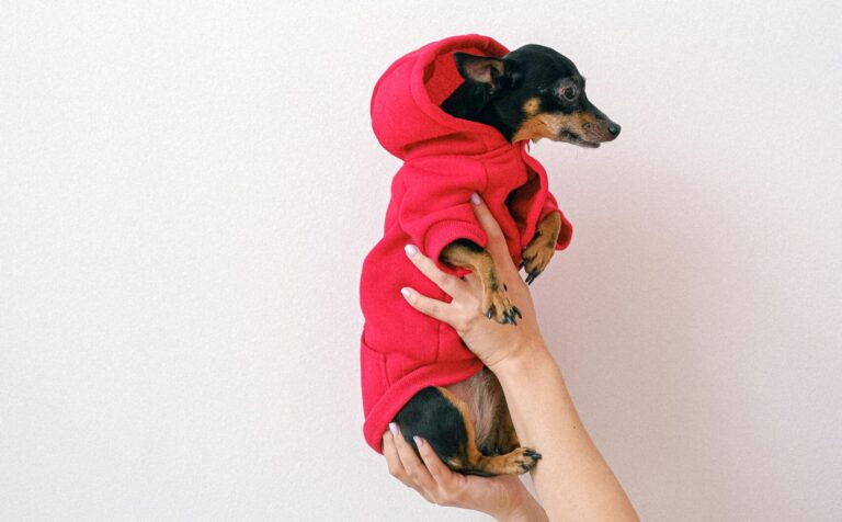 Clothes For Dogs