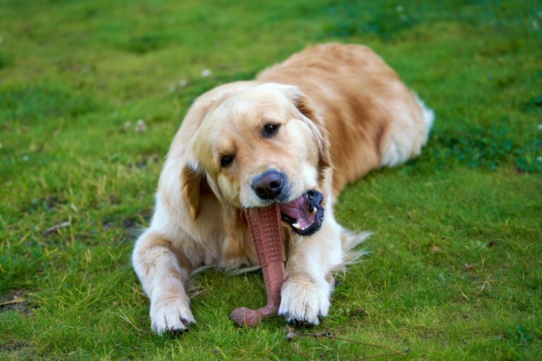 10 Best Chew Toys For Aggressive Chewers