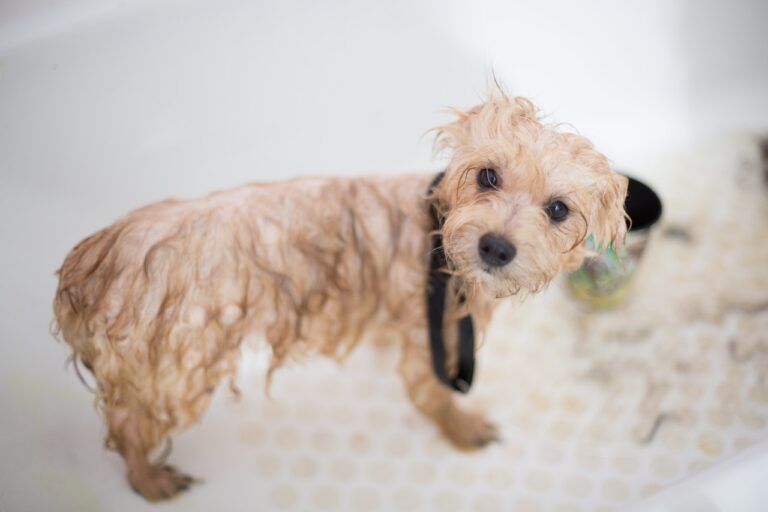 Best Dog Shampoos For Dermatitis