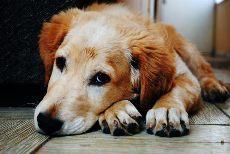 Best Dog Foods For Arthritis