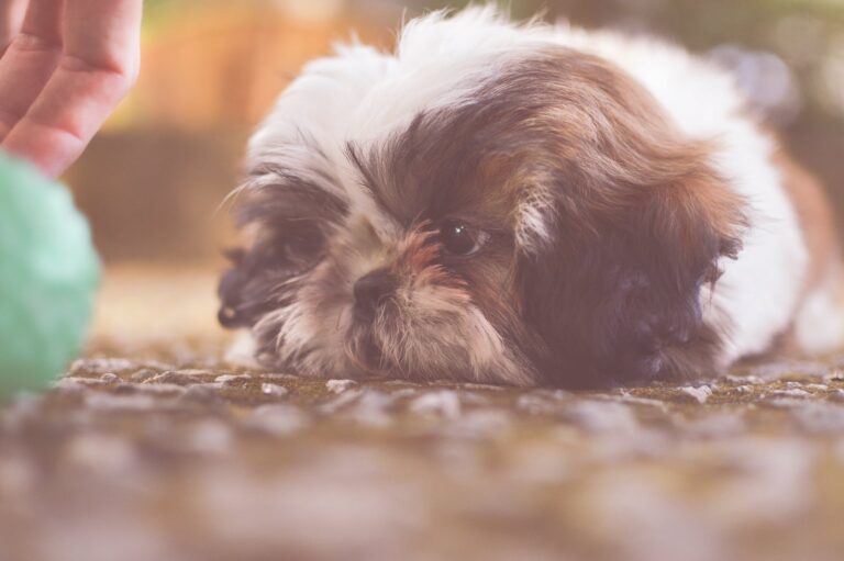 Shih Tzu Dog Breed Guide