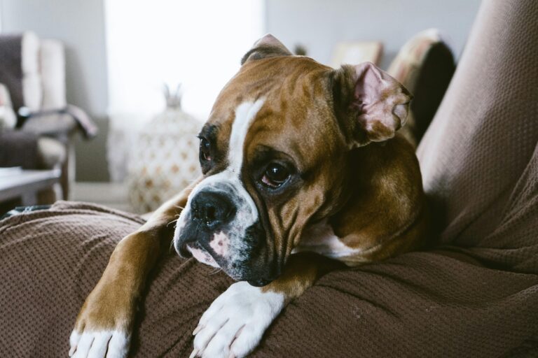 Signs of Depression In Dogs