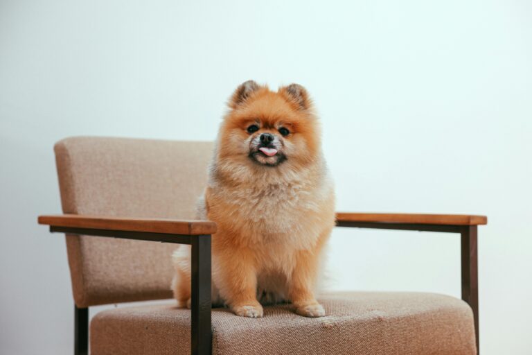 Pomeranian Dog Breed Guide