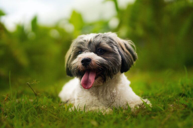 Best Dog Food For Havanese