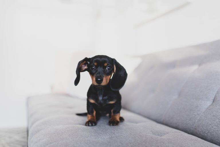 Best Dog Food For Dachshunds