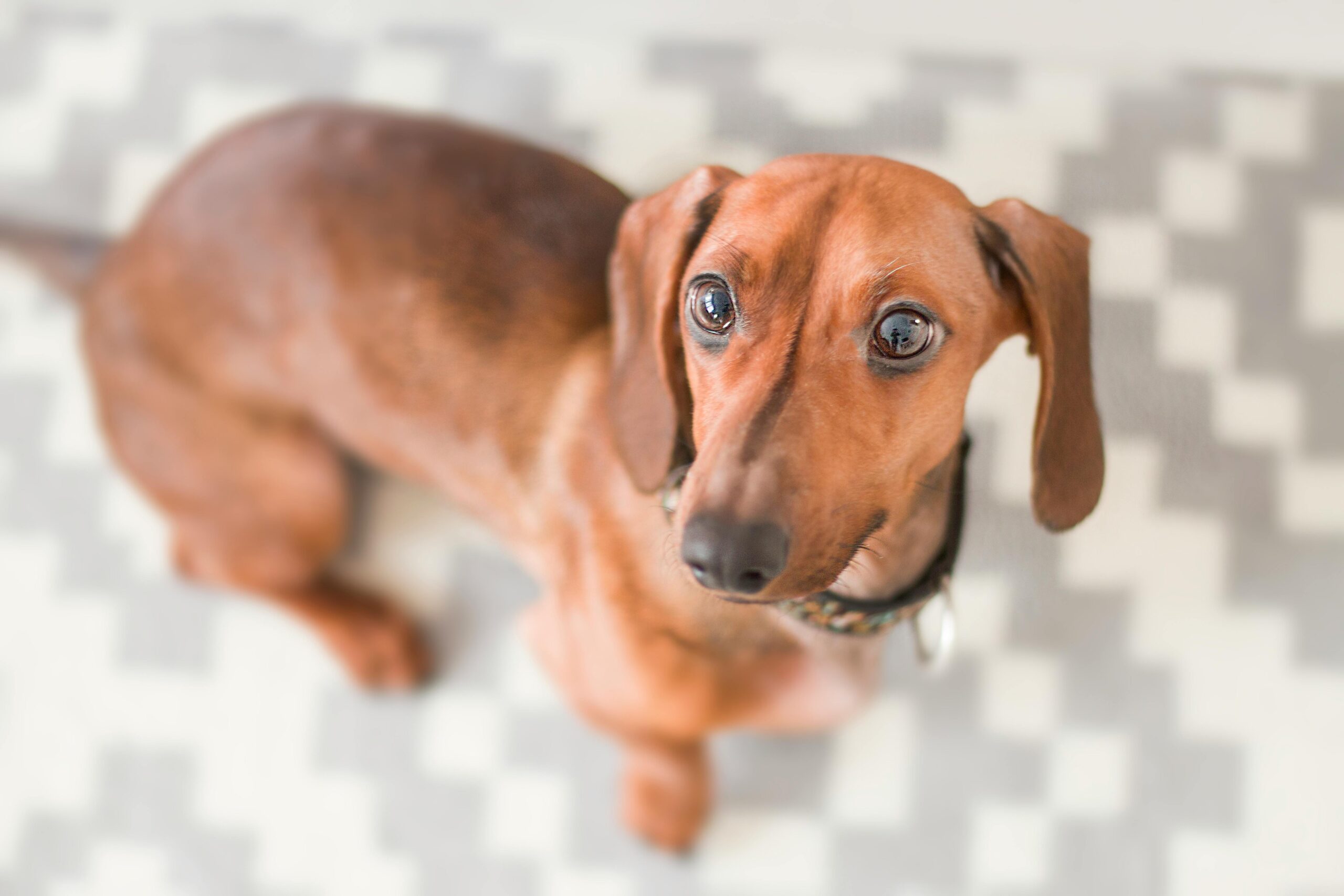 The 5 Best Dog Harnesses For Dachshunds