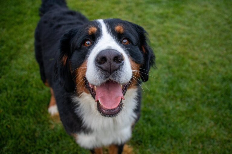 Best Harness For Bernese Mountain Dogs