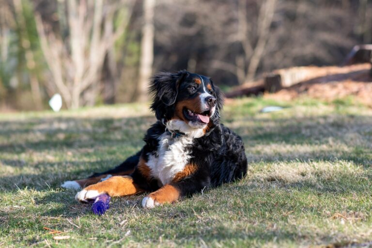 Best Dog Brushes For Bernese Mountain Dogs