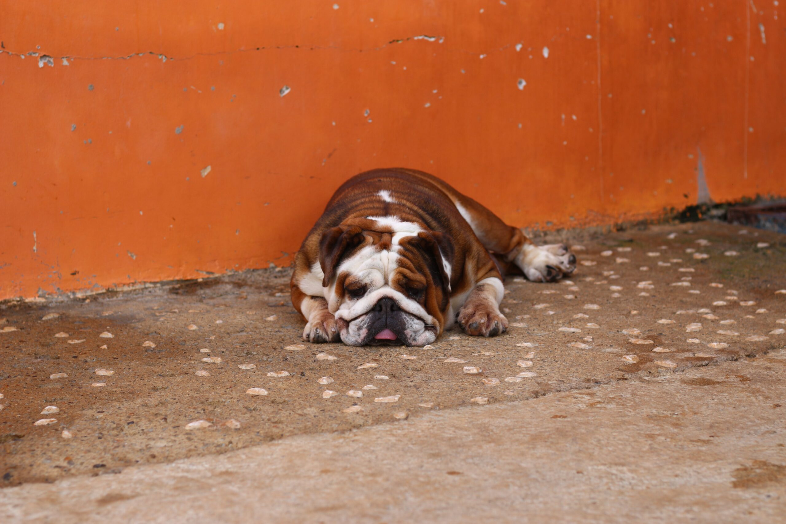 Best Dog Food For American Bulldogs