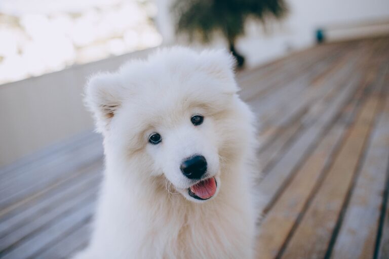 Best Dog Brush For Samoyed Dogs
