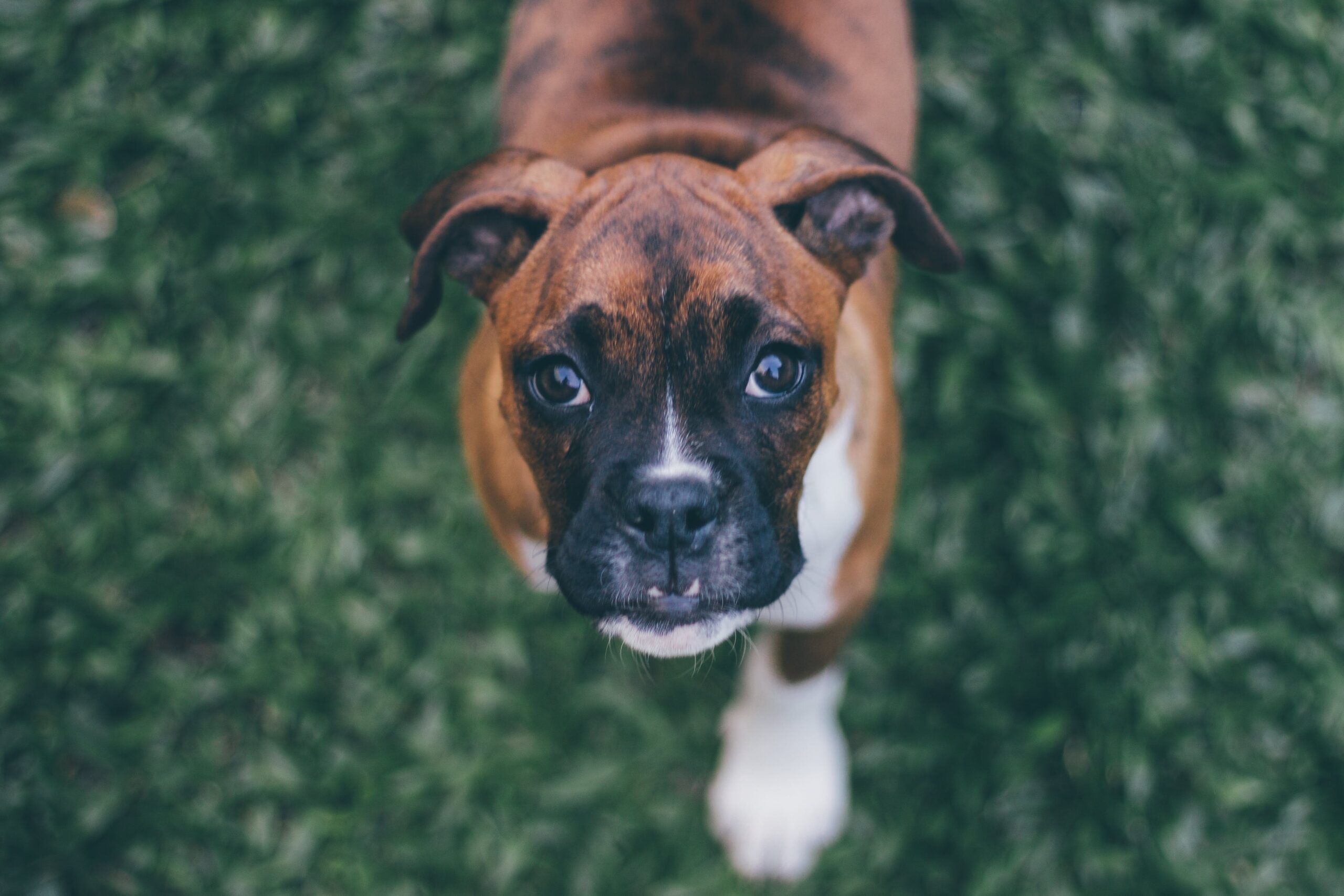 Best Dog Foods For Boxers