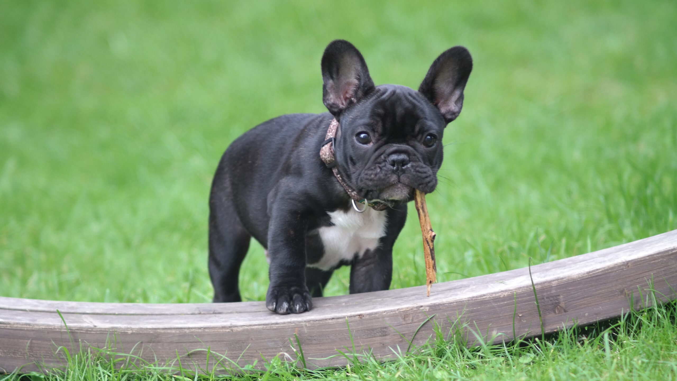 Squeakers, Plushies, Balls and Bones… OH MY! How to Choose the Right T –  Frenchie Bulldog