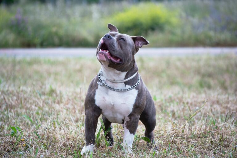 Best Dog Toys for Pitbulls