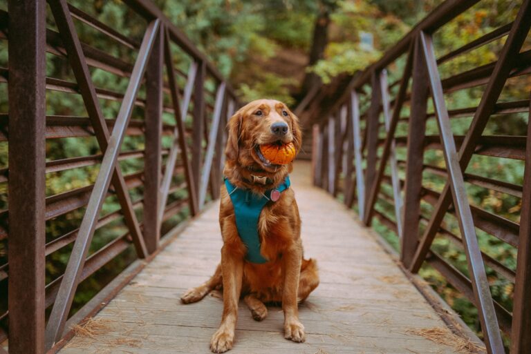 5 Best Dog Harness For Deep Chested Dogs