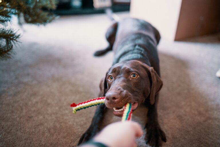 The 5 Best Dog Teething Toys