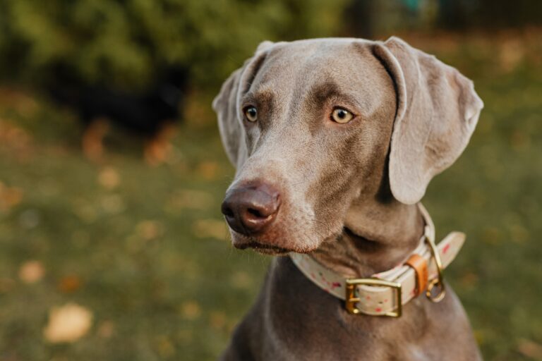 Best Dog Foods For Weimaraners