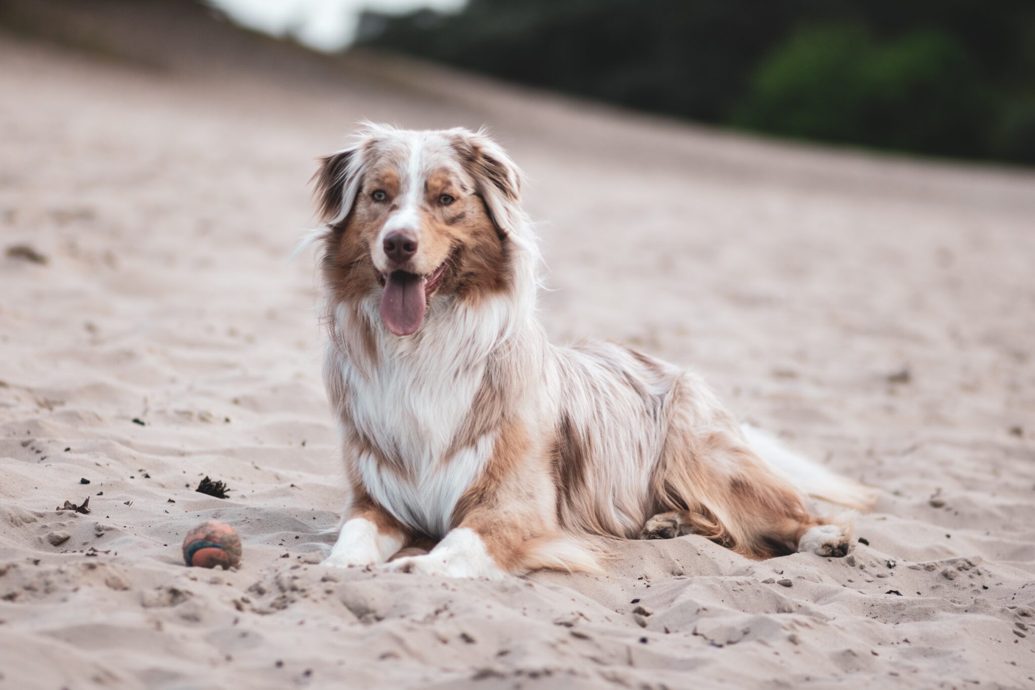 The 6 Best Dog Toys For Australian Shepherds 2024 Pup Junkies