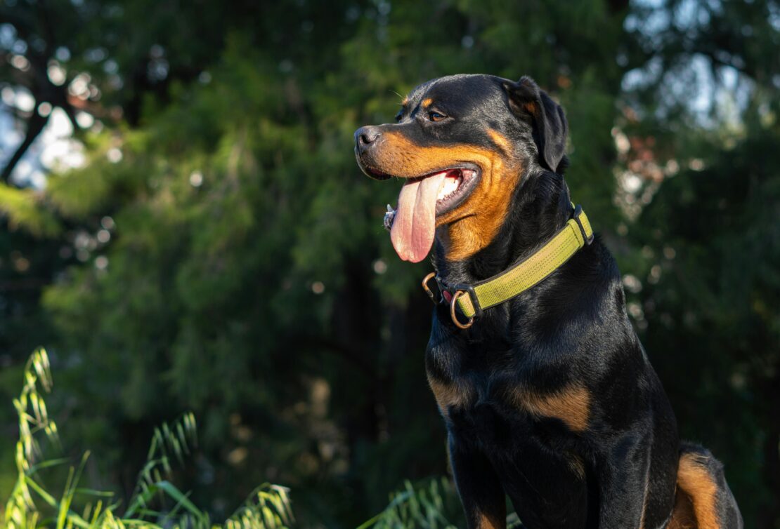 13 Black & Brown Dog Breeds - Pup Junkies