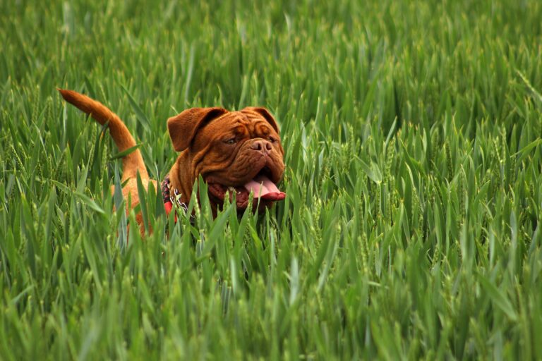 Best Dog Foods For Bullmastiffs