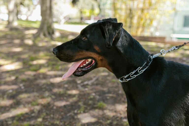 Are Dobermans Good With Kids?