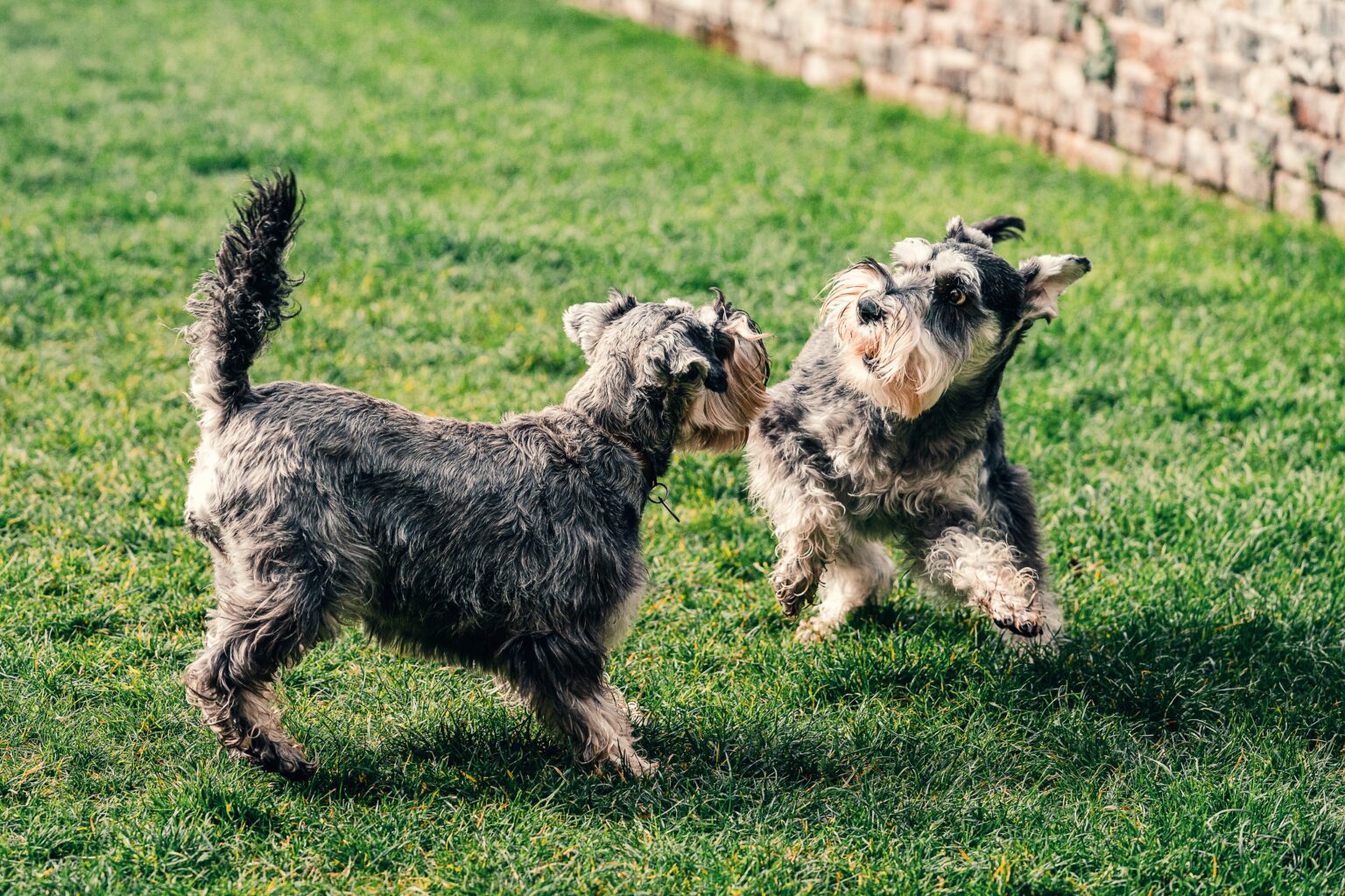 The 5 Best Dog Food For Miniature Schnauzers In 2024 Pup Junkies