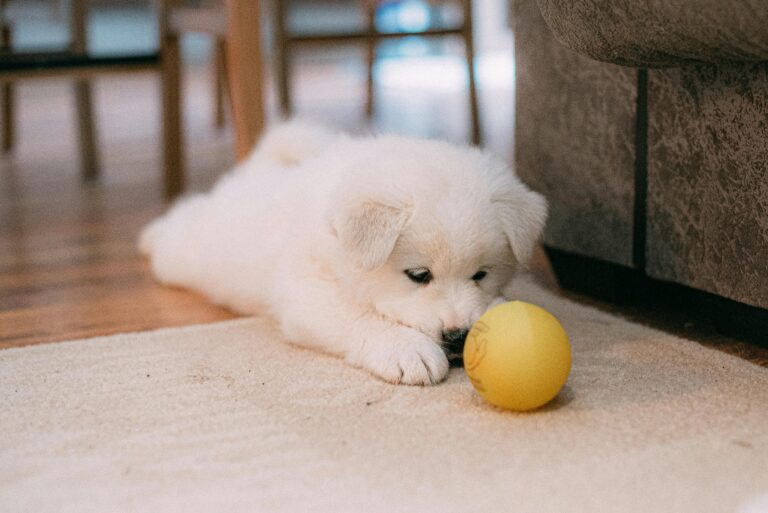 Best Dog Toys For Teething Puppies