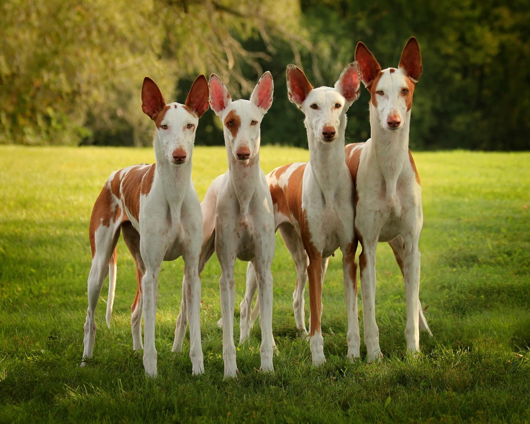 Dogs That Are Similar to Greyhounds