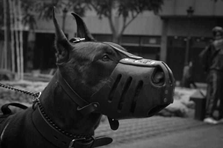 Basket Muzzles for Dogs