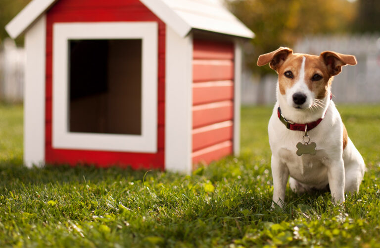 Best Heated Dog Houses