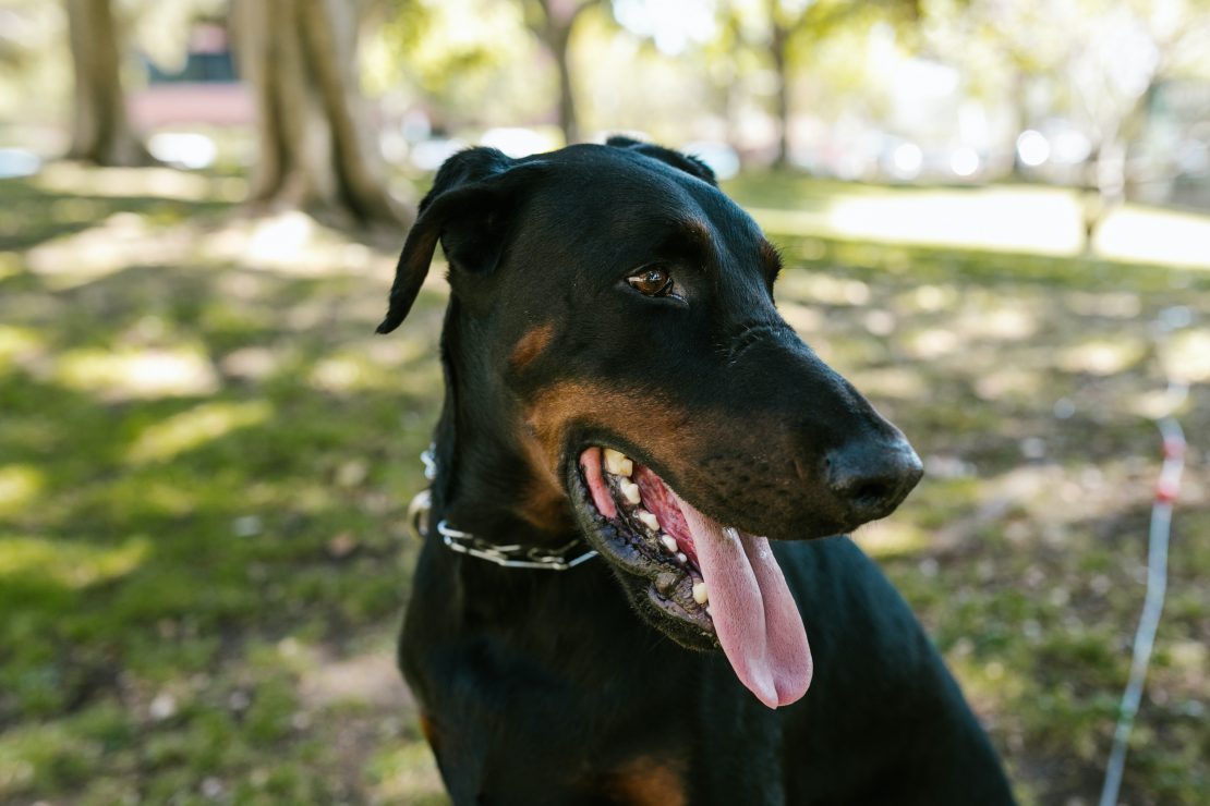 Are Dobermans Good With Kids?