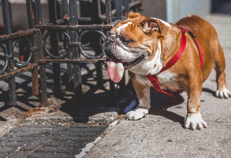 Best Dog Food For English Bulldogs