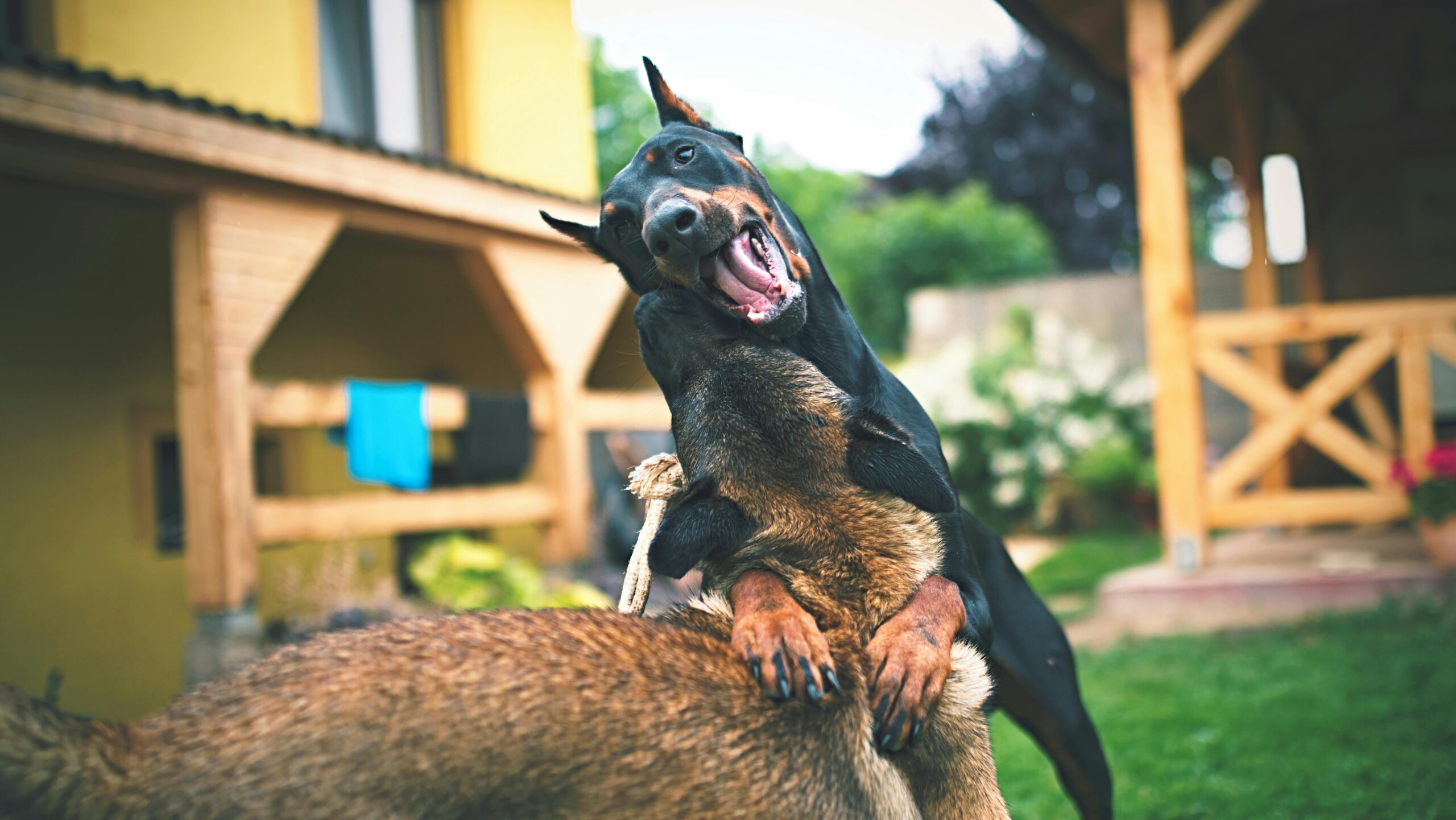  Dogs With the Strongest Bite Force